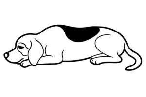 beagle lying down the beagle lies on its stomach, side, or back, usually to rest or sleep, vector