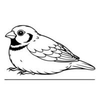 a finch bird is lying down, illustration line art vector