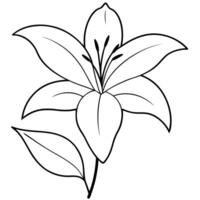 lily with leaves and stems, illustration line art vector