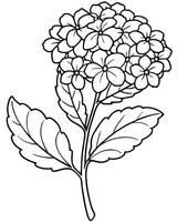 a coloring page of an lantana with no color just black lines, illustration line art vector