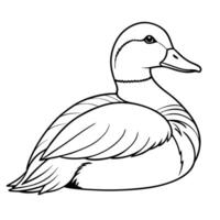 a pochard bird is seating, illustration line art vector