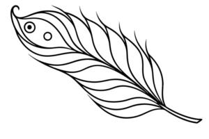 peacock feather line art on white background, illustration line art vector