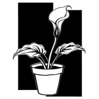 calla in a pot, illustration line art vector