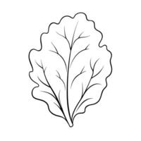 lettuce, illustration line art vector