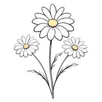 chamomile, illustration line art vector