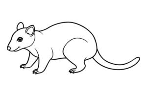 a opossum linar on white background, illustration line art vector