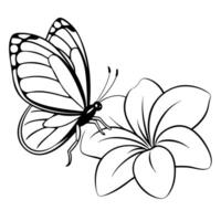 a butterfly is extracting nectar from a plumeria flower, illustration line art vector