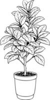 ficus plant in the pot, illustration line art vector