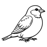 a sparrow bird is seating, illustration line art vector