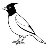 a bulbul bird is standing, illustration line art vector
