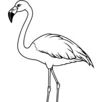 andean flamingo standing, illustration line art vector