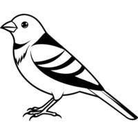 finch on white background, illustration line art vector