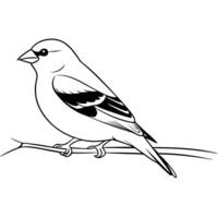 american goldfinch sitting, illustration line art vector