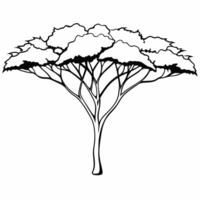 acacia tree, illustration line art vector