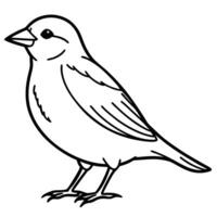 a sparrow bird is standing, illustration line art vector