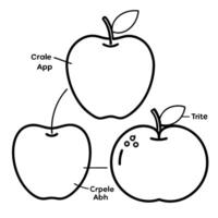 illustrate different types of apples, showcasing the variety of shapes and sizes eg, granny smith, vector