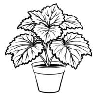 rieger begonia in a pot, illustration line art vector