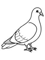 this bird has a plump body and a soft, cooing call pigeons are often seen walking around parks and vector