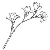 freesia flowers on a crooked branch, illustration line art vector