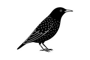 european starling icon on white background, illustration line art vector