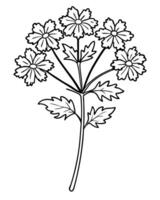 a coloring page of an yarrow with no color just black lines, illustration line art vector