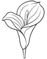 a coloring page of an calla with no color just black lines, illustration line art vector