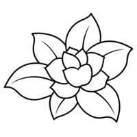 gardenias with bud, illustration line art vector