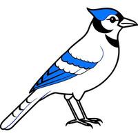 blue jay, illustration line art vector