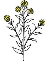 illustrate the goldenrod with its vibrant yellow clusters of tiny flowers atop a tall, slender stem vector