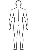 full body chart front and back, illustration line art vector