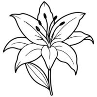 lily and buds, illustration line art vector