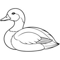 a pochard bird is lying down, illustration line art vector