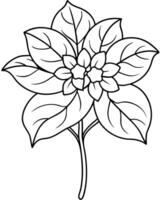 a coloring page of an bouvardia with no color just black lines, illustration line art vector