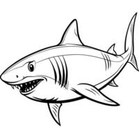 a great white shark , illustration , in white background, illustration line art vector