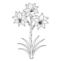 two yucca flower together, illustration line art vector