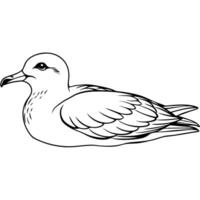 a shearwater bird is lying down, illustration line art vector