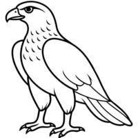 hawk standing on the ground the hawk stands on the ground, often with its wings folded and vector