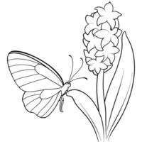 a butterfly is extracting nectar from a hyacinth flower, illustration line art vector