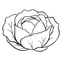 cabbage, illustration line art vector