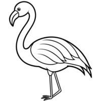 flamingo, illustration line art vector