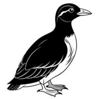 a murrelet bird is standing, illustration line art vector