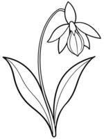 snowdrop lily, illustration line art vector