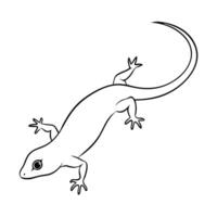 A gecko is outlined in black and white vector