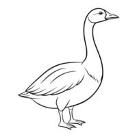 A goose is standing in a line drawing vector