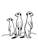 Three meerkats standing in a line on a white background vector