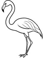 Flamingo coloring pages vector