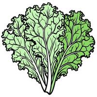 A green leafy vegetable is shown on a white background vector