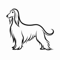 Afghan hound dog silhouette on white background vector