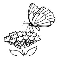 a butterfly is extracting nectar from a sedum flower, illustration line art vector