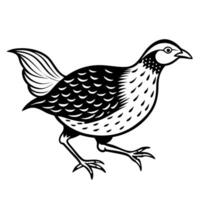 A black and white drawing of a quail vector